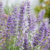 Salvia Plants * | Salvia Feathers Peacock ('Bocofpea') (Pbr) | 9Cm Pot