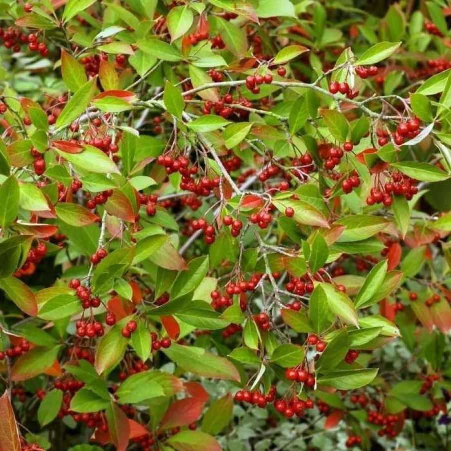 All Ornamental Shrubs * | Aronia Prunifolia Brilliant | 2L Pot