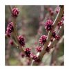 All Ornamental Shrubs * | Cercis Canadensis 'Forest Pansy' | Redbud Tree | 4.5L Pot | 90-120Cm