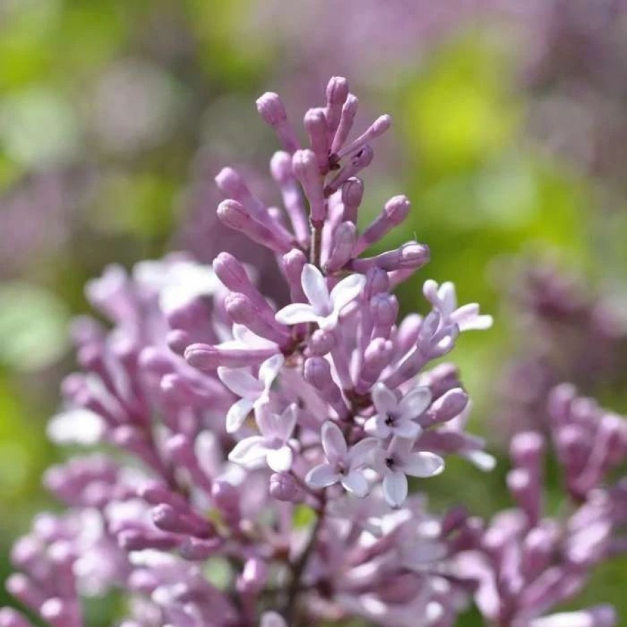 All Ornamental Shrubs * | Syringa Josee ('Morjos 060F') (Pbr) | 2L Pot