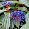 All Ornamental Shrubs * | Viburnum Davidii | 2L Pot