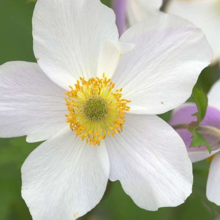 Anemone Plants * | Anemone Wild Swan ('Macane001') (Pbr) | 9Cm Pot