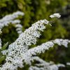 All Ornamental Shrubs * | Spiraea Nipponica June Bride | 2L Pot