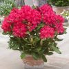 All Ornamental Shrubs * | Rhododendron Nova Zembla | 2 Litre Pot