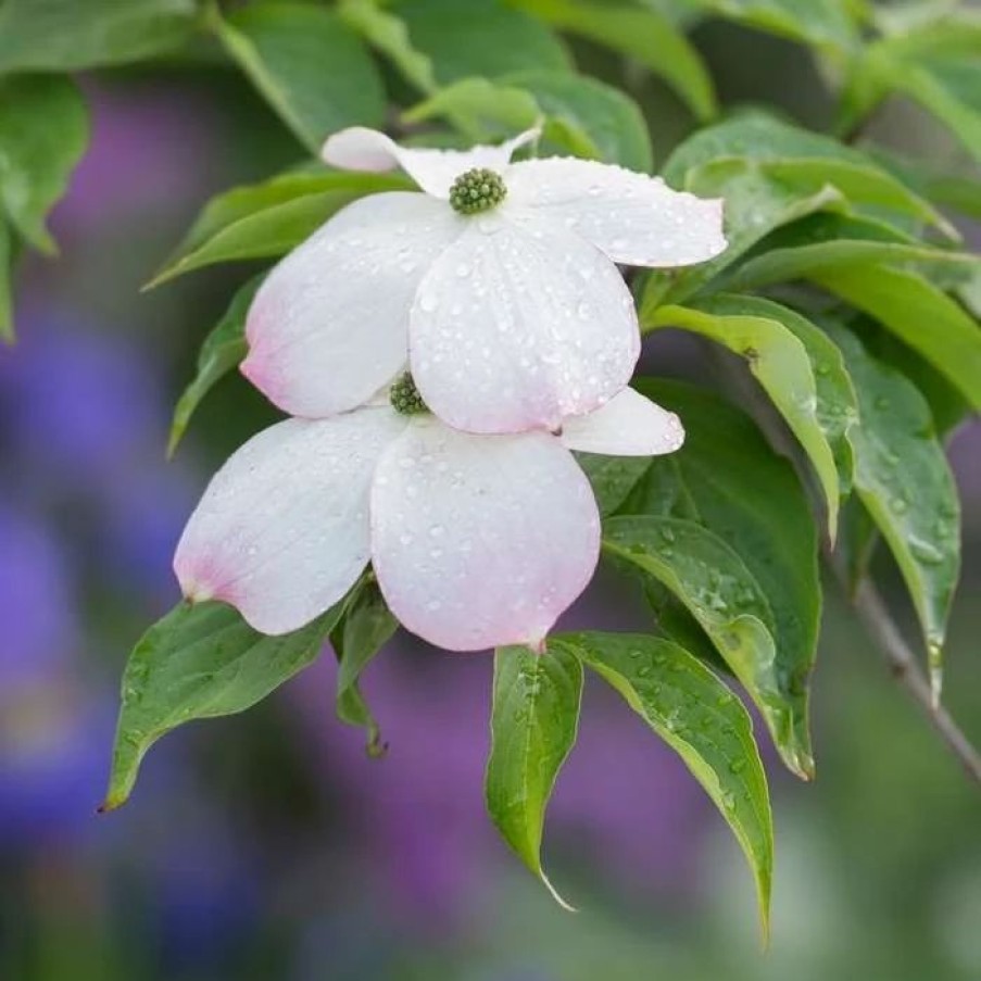 All Ornamental Shrubs * | Cornus Florida | 12 Lt Pot