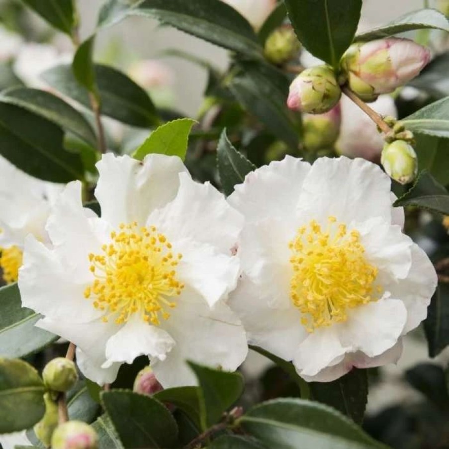 All Ornamental Shrubs * | Camellia Sasanqua White | 1.5 Litre Pot