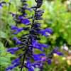 Salvia Plants * | Salvia Animo | 9Cm Pot