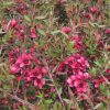 All Ornamental Shrubs * | Leptospermum Scoparium Red Ensign | 2 Litre Pot