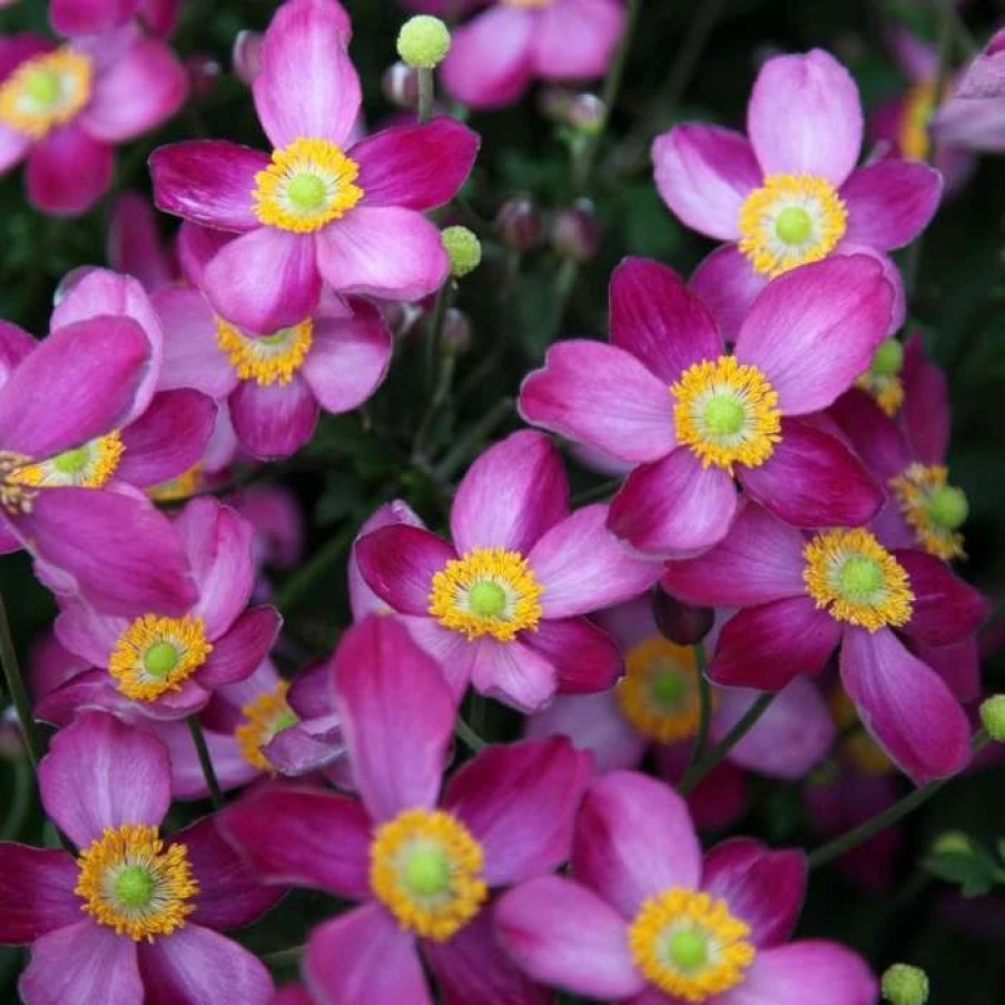 Anemone Plants * | Anemone Hybrida Pretty Lady Susan (Pretty Lady Series) | 9Cm Pot