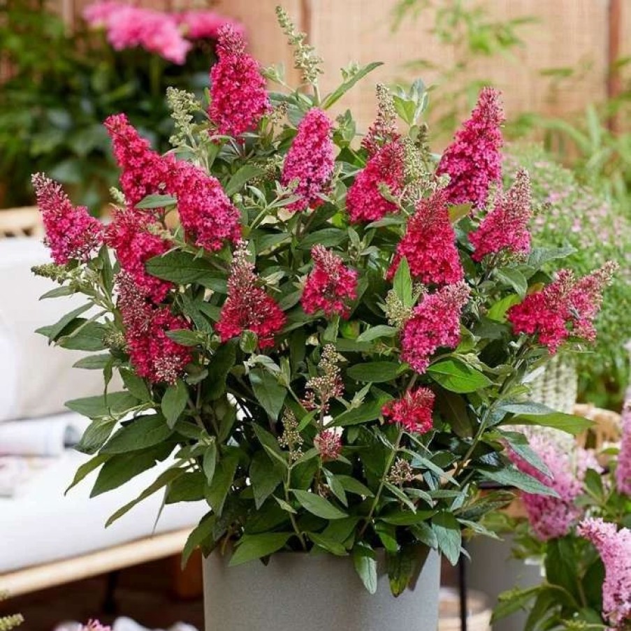 All Ornamental Shrubs * | Buddleja Little Ruby ('Botex 006') (Pbr) (Butterfly Candy Series) | 2L Pot