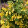 All Ornamental Shrubs * | Coronilla Emerus | 3L Pot