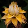 All Ornamental Shrubs * | Musa Lasiocarpa | 12Cm Pot