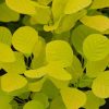 All Ornamental Shrubs * | Cotinus Coggygria Golden Spirit ('Ancot') (Pbr) | 3 Litre Pot