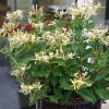 All Ornamental Shrubs * | Lonicera Honey Baby (Pbr) | 2 Litre Pot