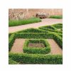 All Ornamental Shrubs * | Buxus Sempervirens | 9Cm Pot