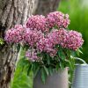 All Ornamental Shrubs * | Kalmia Latifolia Kaleidoscope | 3L Pot