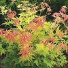 All Ornamental Shrubs * | Acer Palmatum Orange Dream | 3L Pot