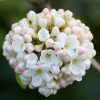 All Ornamental Shrubs * | Viburnum Carlcephalum | 12L Pot