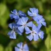 All Ornamental Shrubs * | Ceratostigma Willmottianum Forest Blue ('Lice') (Pbr) | 2L Pot