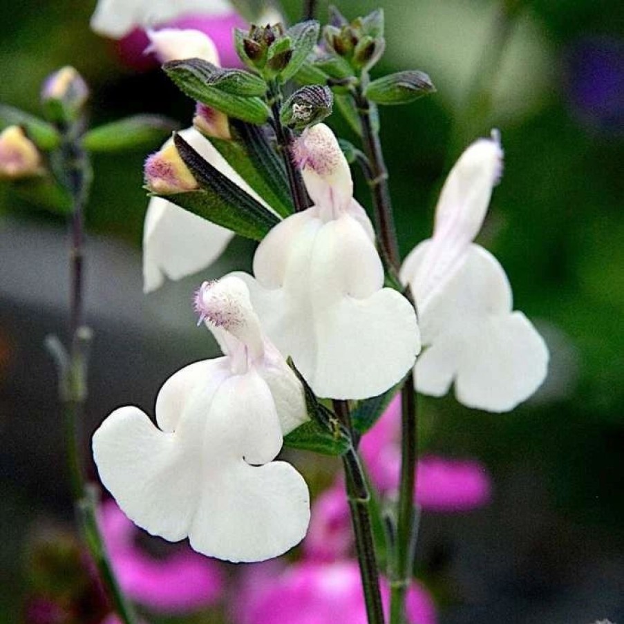 Salvia Plants * | Salvia Cool Cream | 9Cm Pot