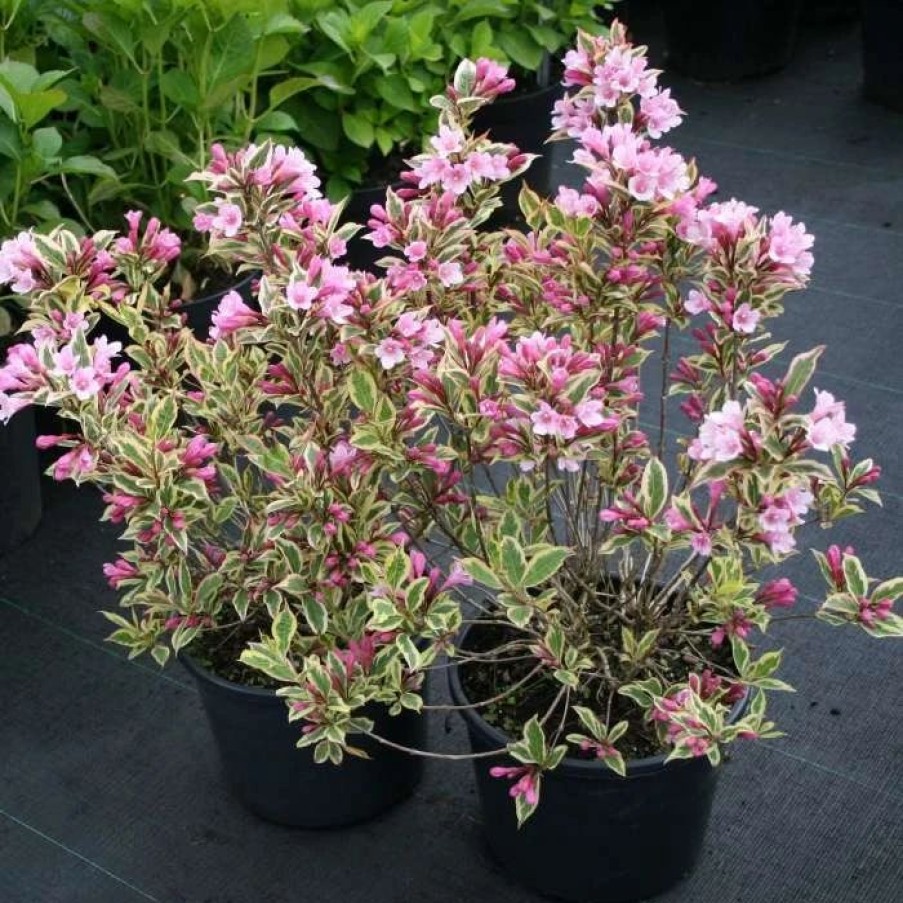 All Ornamental Shrubs * | Weigela Florida Magical Rainbow ('Kolmagira') (Pbr) | 2L Pot