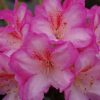 All Ornamental Shrubs * | Rhododendron Eucharitis | 5 Litre Pot