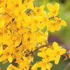 All Ornamental Shrubs * | Forsythia Intermedia Week End ('Courtalyn') | 2L Pot