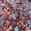 All Ornamental Shrubs * | Pittosporum Tenuifolium Tom Thumb | 10 Lt Pot