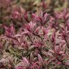 All Ornamental Shrubs * | Hebe Heartbreaker (Pbr) | 2 Litre Pot