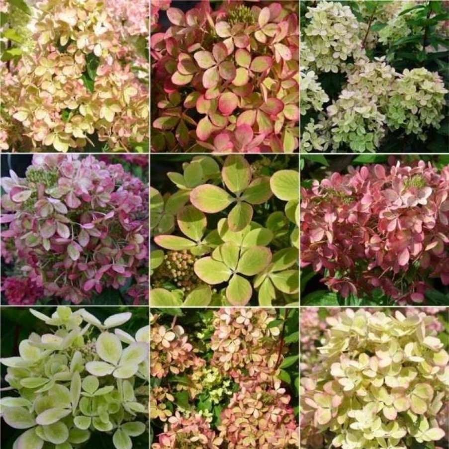 All Ornamental Shrubs * | Hydrangea Paniculata Pastelgreen ('Rencolor') (Pbr) | 3 Litre Pot