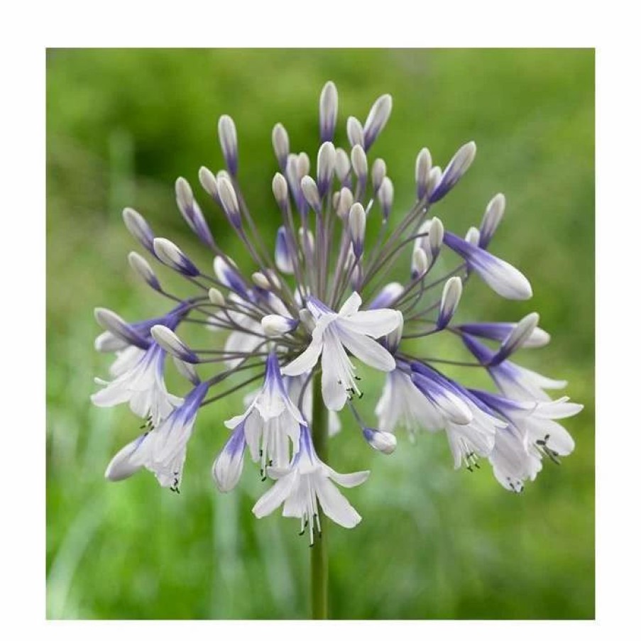 Agapanthus Plants * | Agapanthus 'Fireworks' | 2L Pot