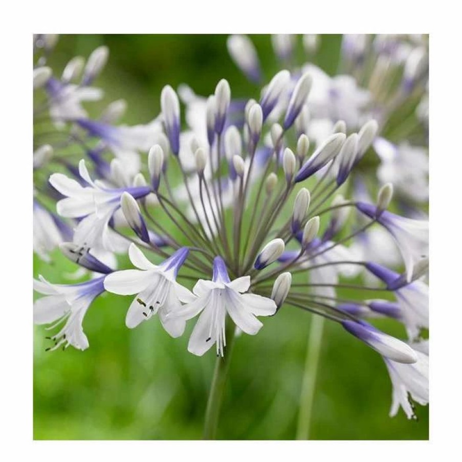 Agapanthus Plants * | Agapanthus 'Fireworks' | 2L Pot