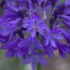 Agapanthus Plants * | Agapanthus Northern Star (Pbr) | 9Cm Pot