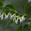 All Ornamental Shrubs * | Sarcococca Confusa | 9Cm Pot