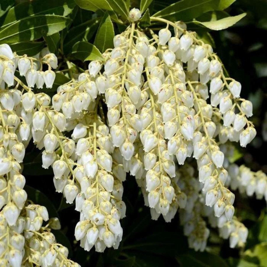 All Ornamental Shrubs * | Pieris Japonica Purity | 2 Litre Pot