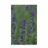 All Ornamental Shrubs * | English Lavender 'Hidcote' | Lavandula Angustifolia 'Hidcote' | 2L Pot