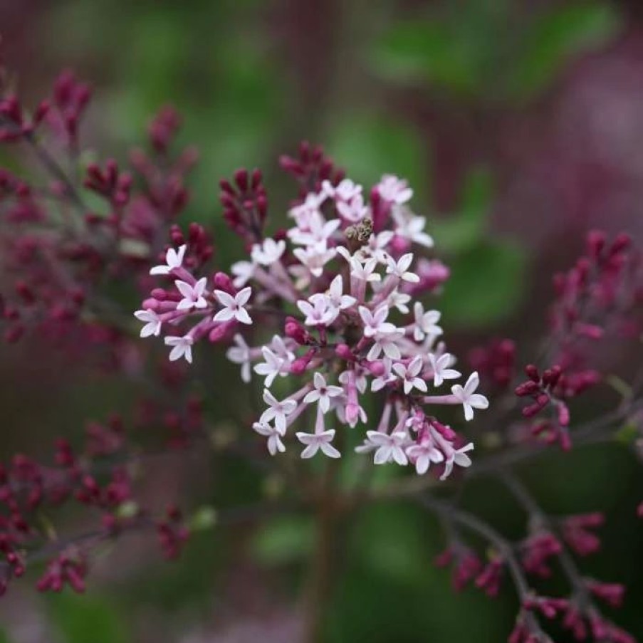 All Ornamental Shrubs * | Syringa Red Pixie | 3L Pot