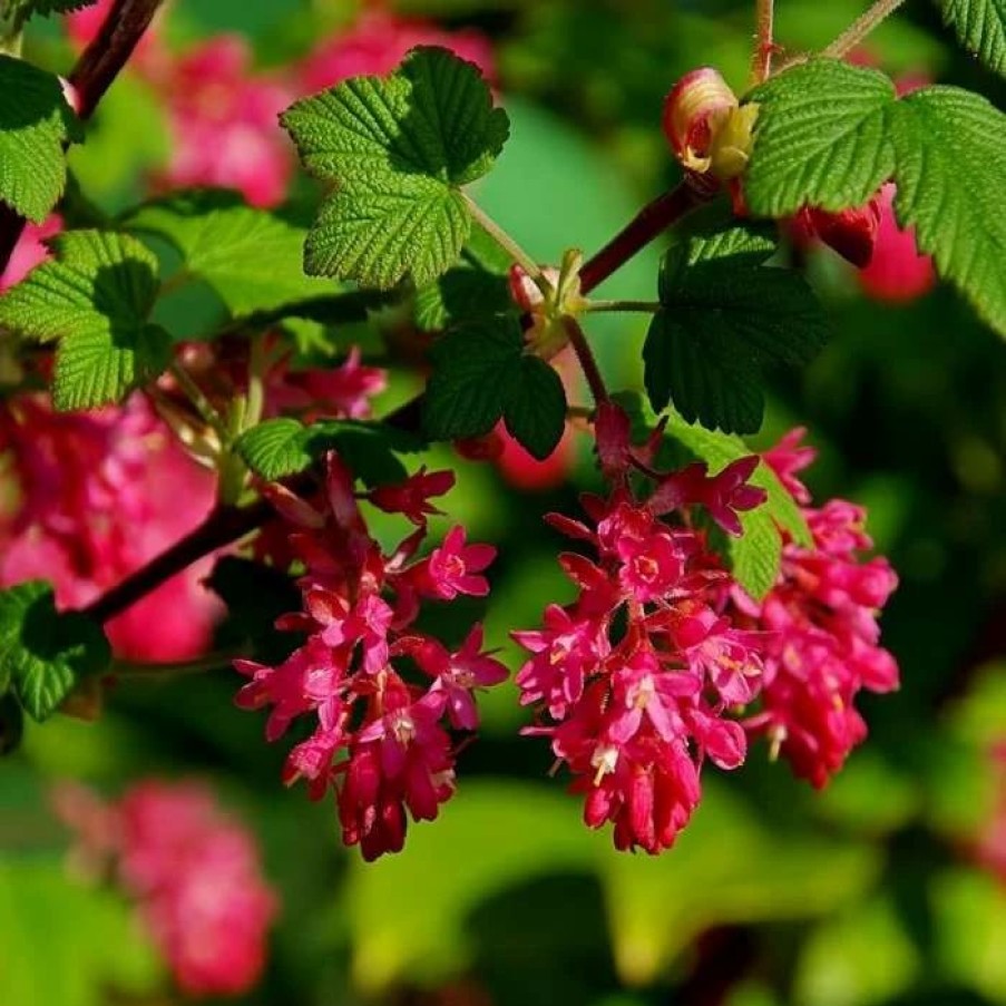 All Ornamental Shrubs * | Ribes Sanguineum King Edward Vii | 2L Pot