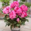 All Ornamental Shrubs * | Rhododendron Germania | 2 Litre Pot