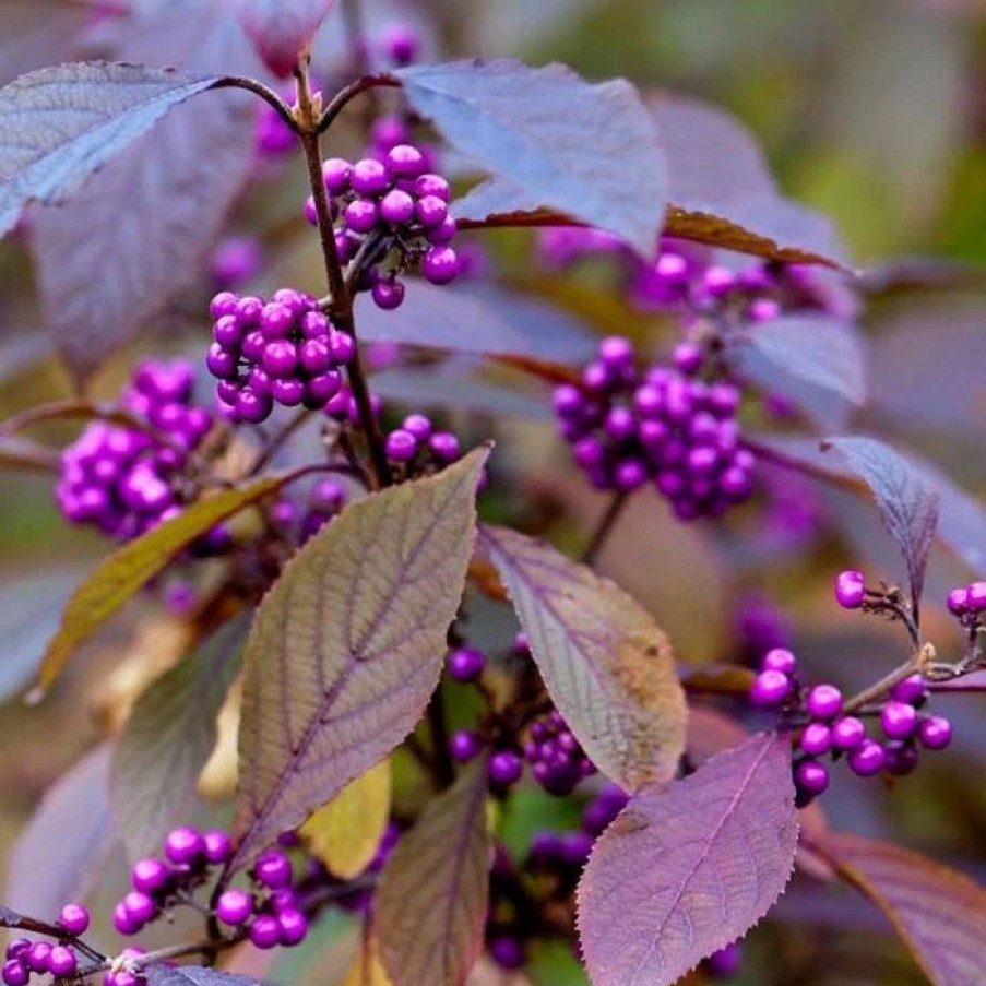 All Ornamental Shrubs * | Callicarpa Bodinieri Var. Giraldii Profusion | 2L Pot