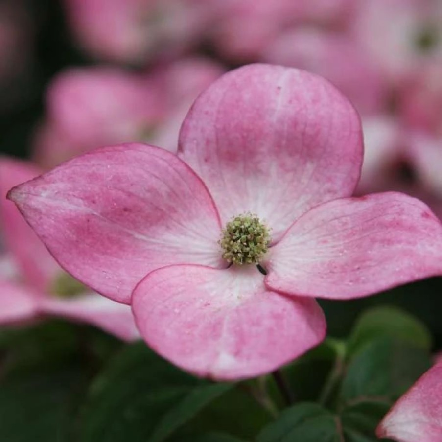 All Ornamental Shrubs * | Cornus Kousa Miss Satomi | 12 Lt Pot