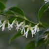 All Ornamental Shrubs * | Sarcococca Confusa | 4.5L Pot