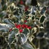 All Ornamental Shrubs * | Ilex Aquifolium Argentea Marginata | 3L Pot