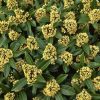 All Ornamental Shrubs * | Skimmia Confusa Kew Green | 2L Pot