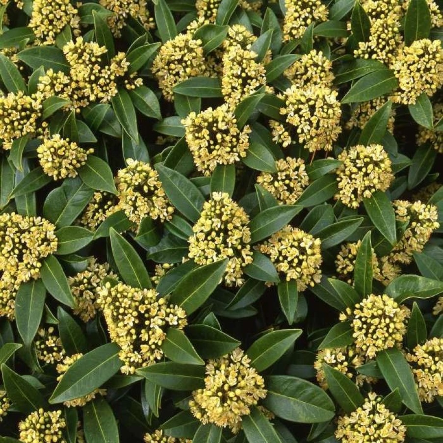 All Ornamental Shrubs * | Skimmia Confusa Kew Green | 2L Pot