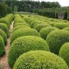 All Ornamental Shrubs * | Buxus Sempervirens | 5 Lt Ball