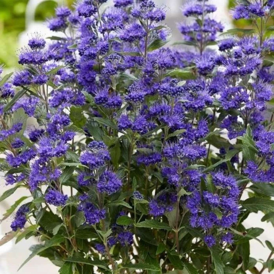 All Ornamental Shrubs * | Caryopteris X Clandonensis Grand Bleu ('Inoveris') (Pbr) | 2 Litre Pot