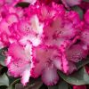 All Ornamental Shrubs * | Rhododendron Xxl ('Hort02') (Pbr) | 3 Litre Pot