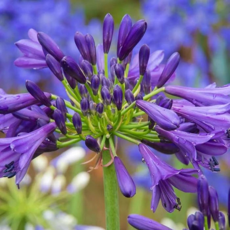 Agapanthus Plants * | Agapanthus Purple Delight | 9Cm Pot