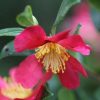 All Ornamental Shrubs * | Camellia X Vernalis Yuletide | 1.5 Litre Pot